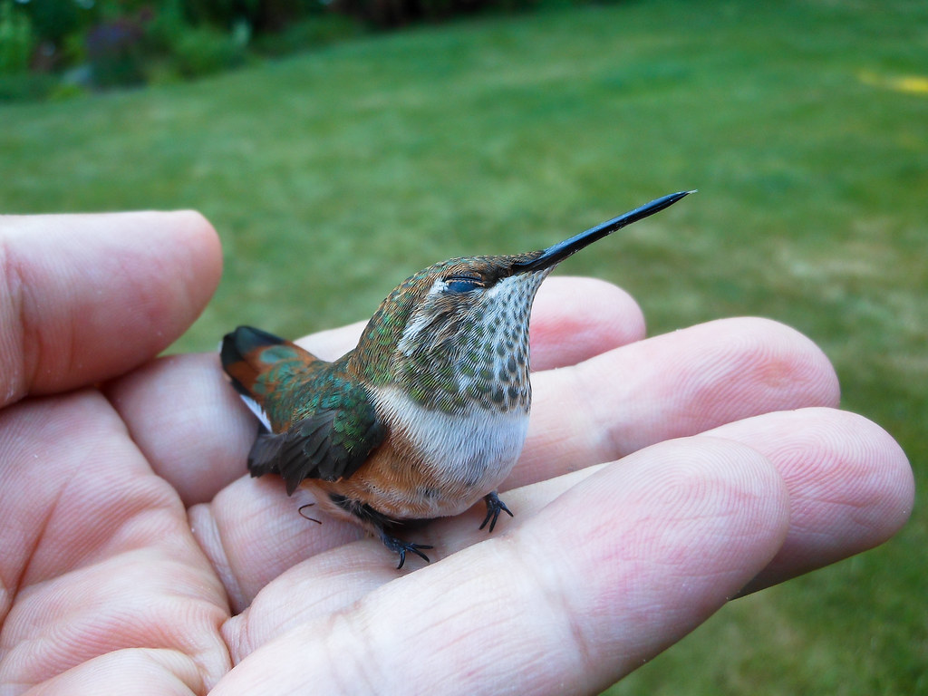 baby hummingbird