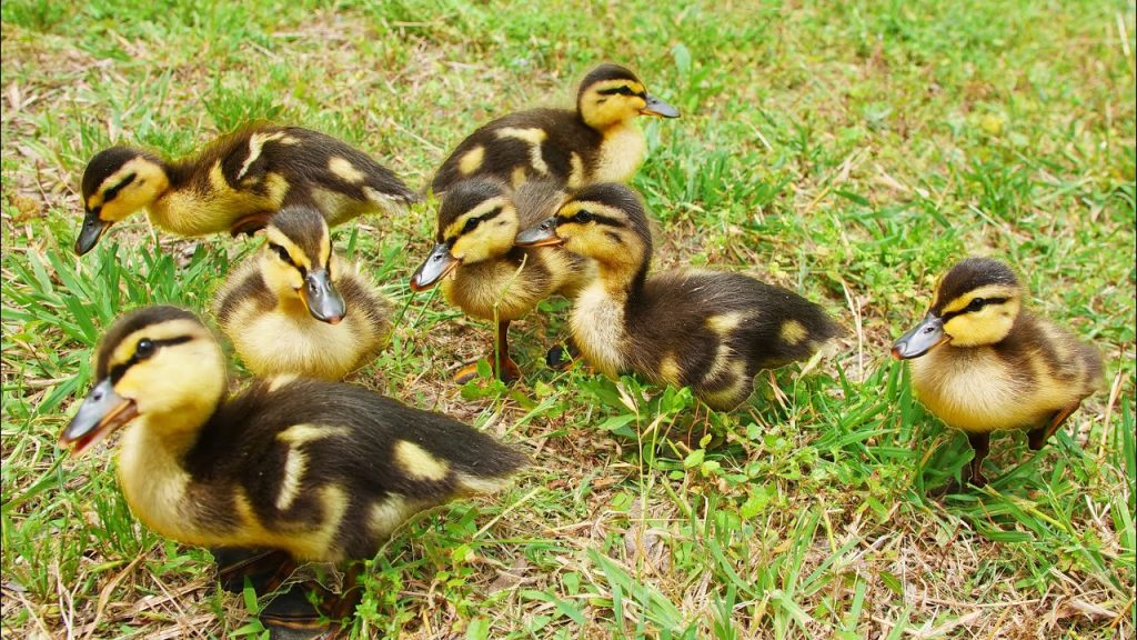 baby mallerd duck