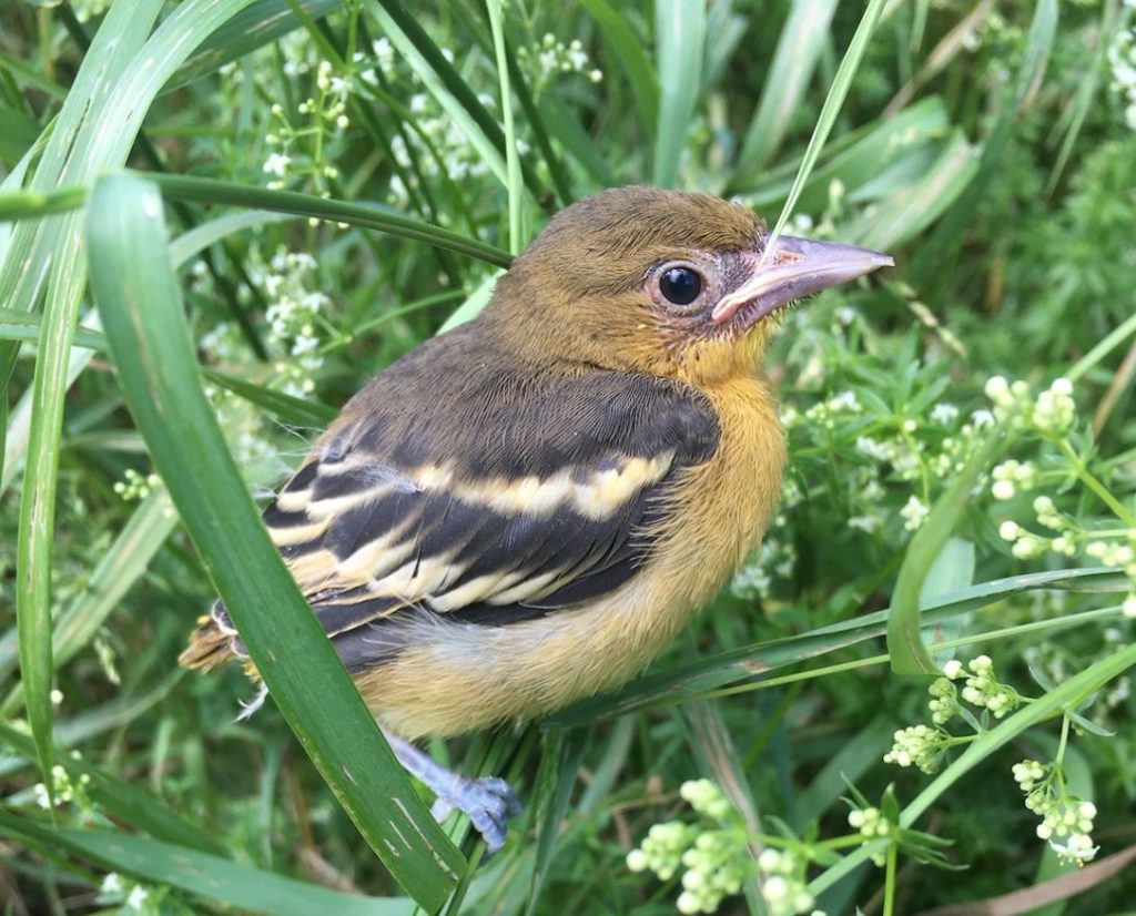 baby oriole