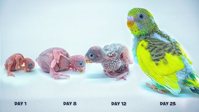 Baby Parakeet