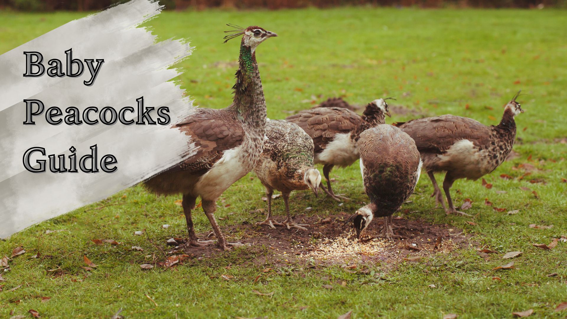 baby peacocks