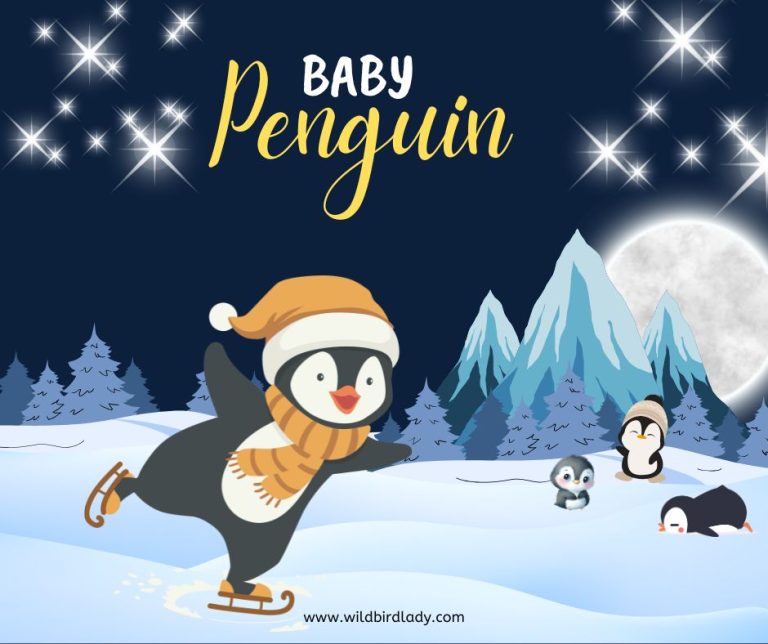 Baby Penguins