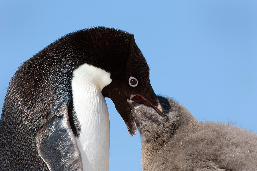 baby penguin eating