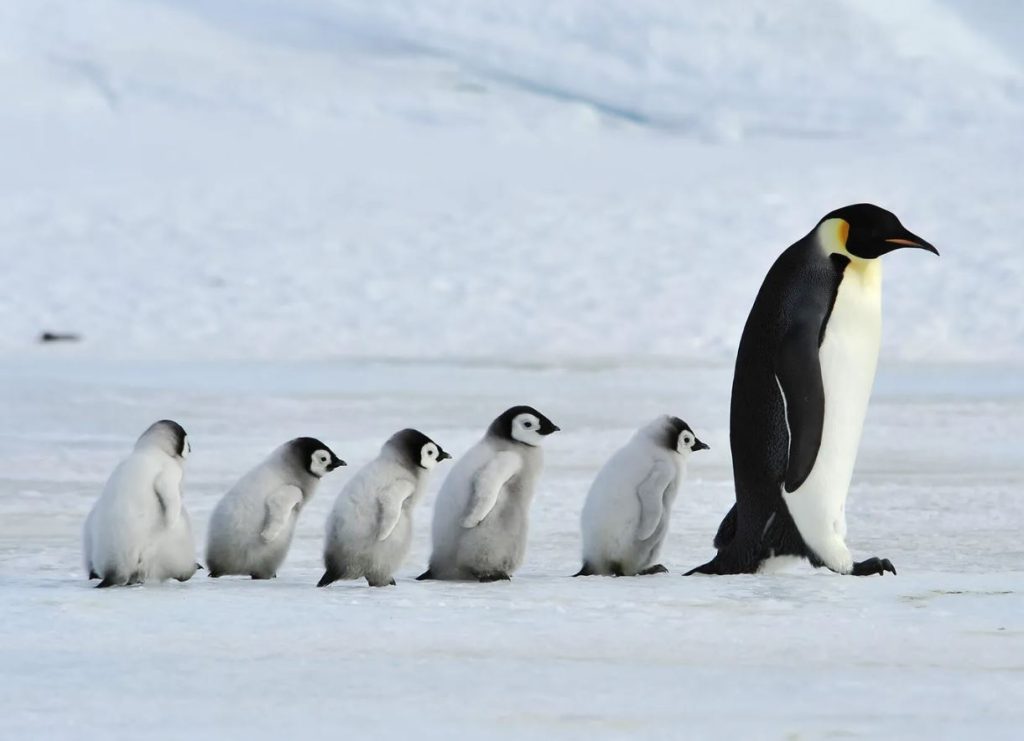 baby penguins with parents