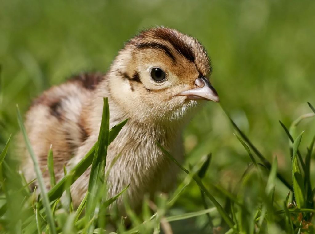 baby pheasant