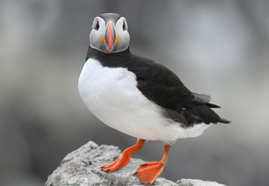 baby puffins