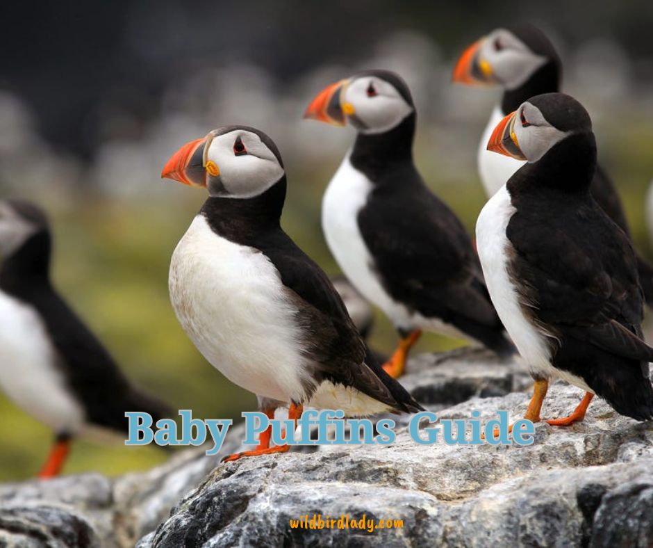 baby puffins