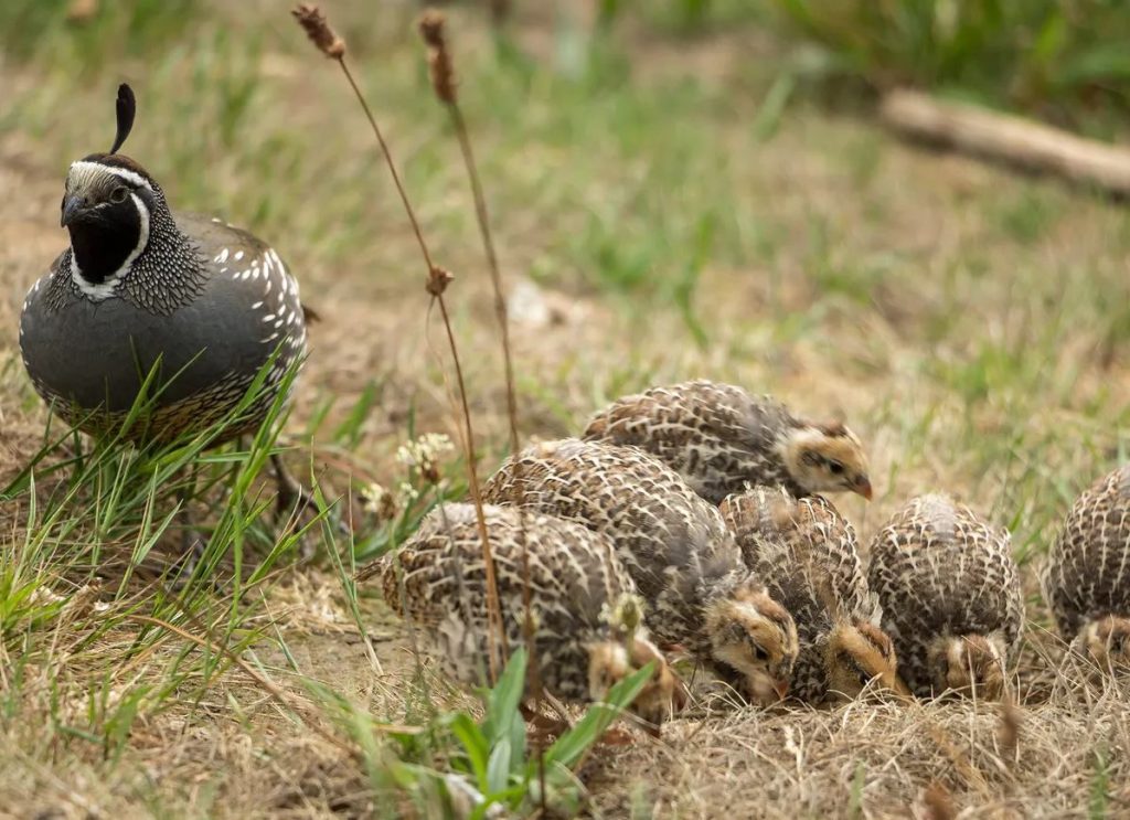 baby quail diet