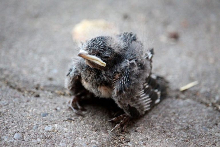 Baby Swallows
