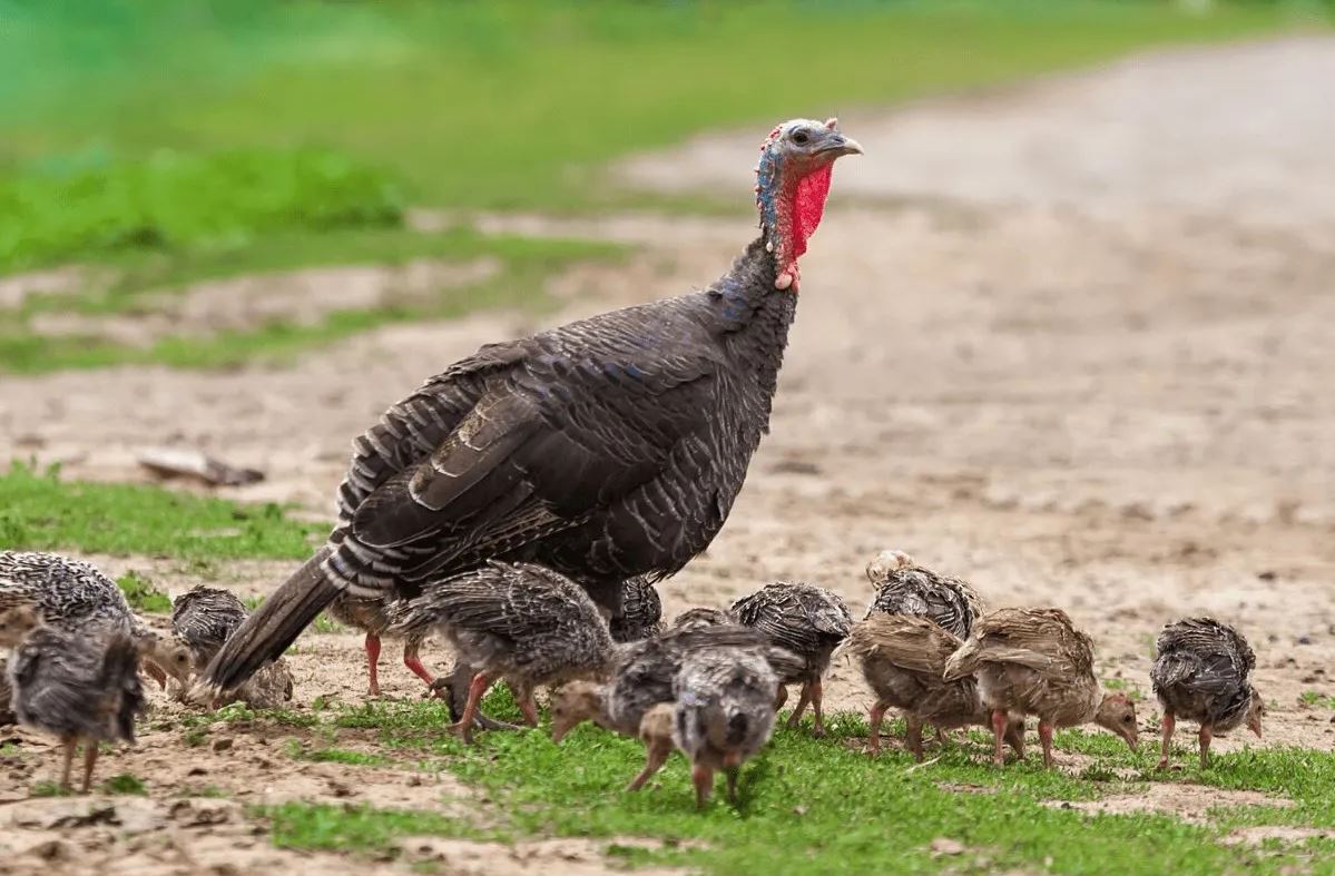 baby turkeys with mother
