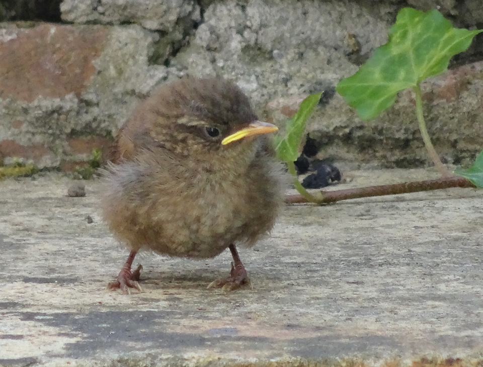 Baby Wren