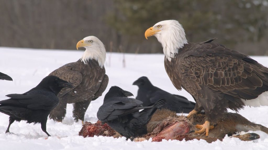 bald eagles eating carrion