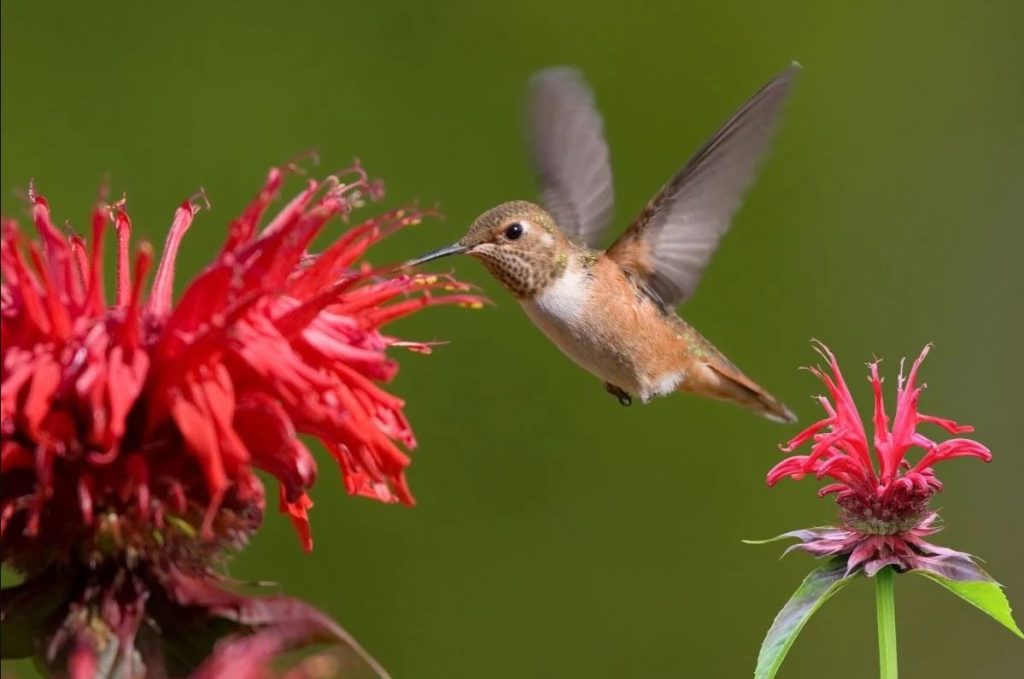 bee balm attract hummingbirds