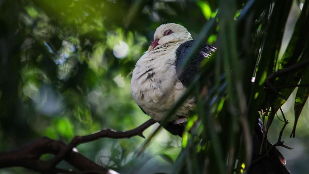 bird sleeping tree