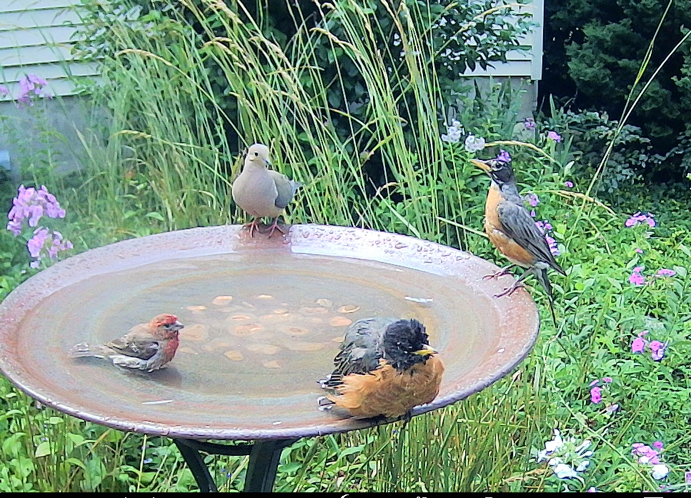 Bird Bath