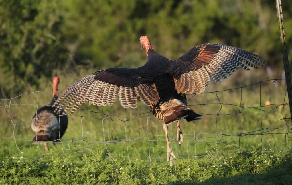 Wild Turkey Flight