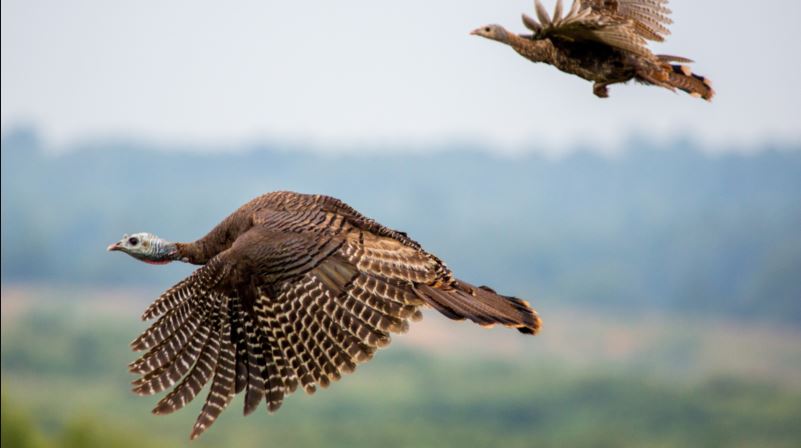 can wild turkeys fly