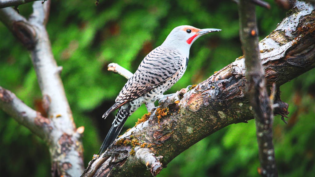 Close-up of a Northern Flicker woodpecker perched on a tree branch against a green background.