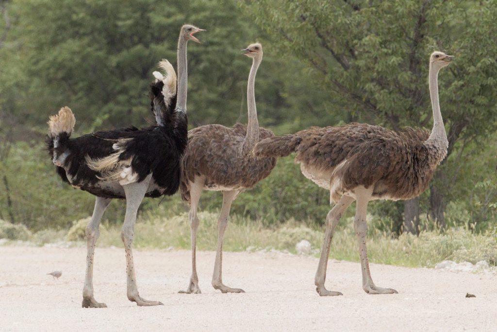 The title of "biggest bird in the world" goes unequivocally to the common ostrich