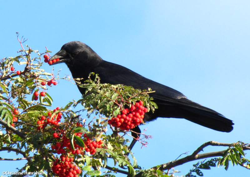crow eating fruits