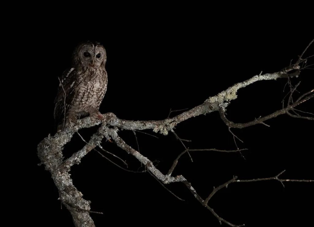 The owl is active at night