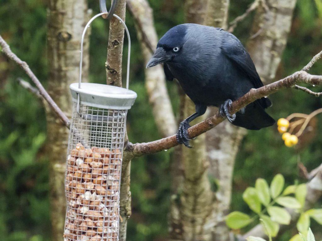 attracting crows