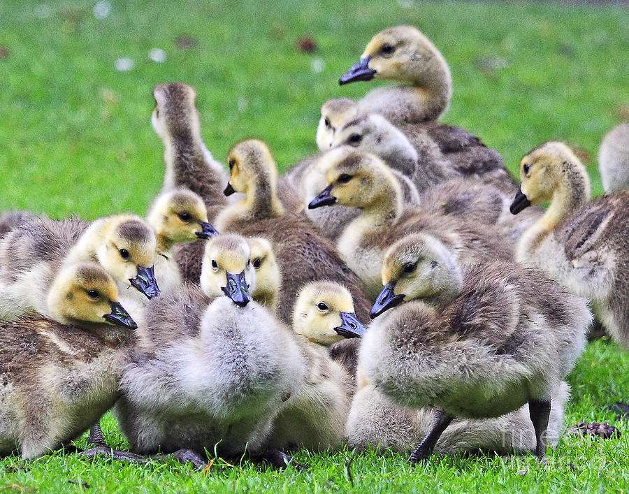 cute baby geese