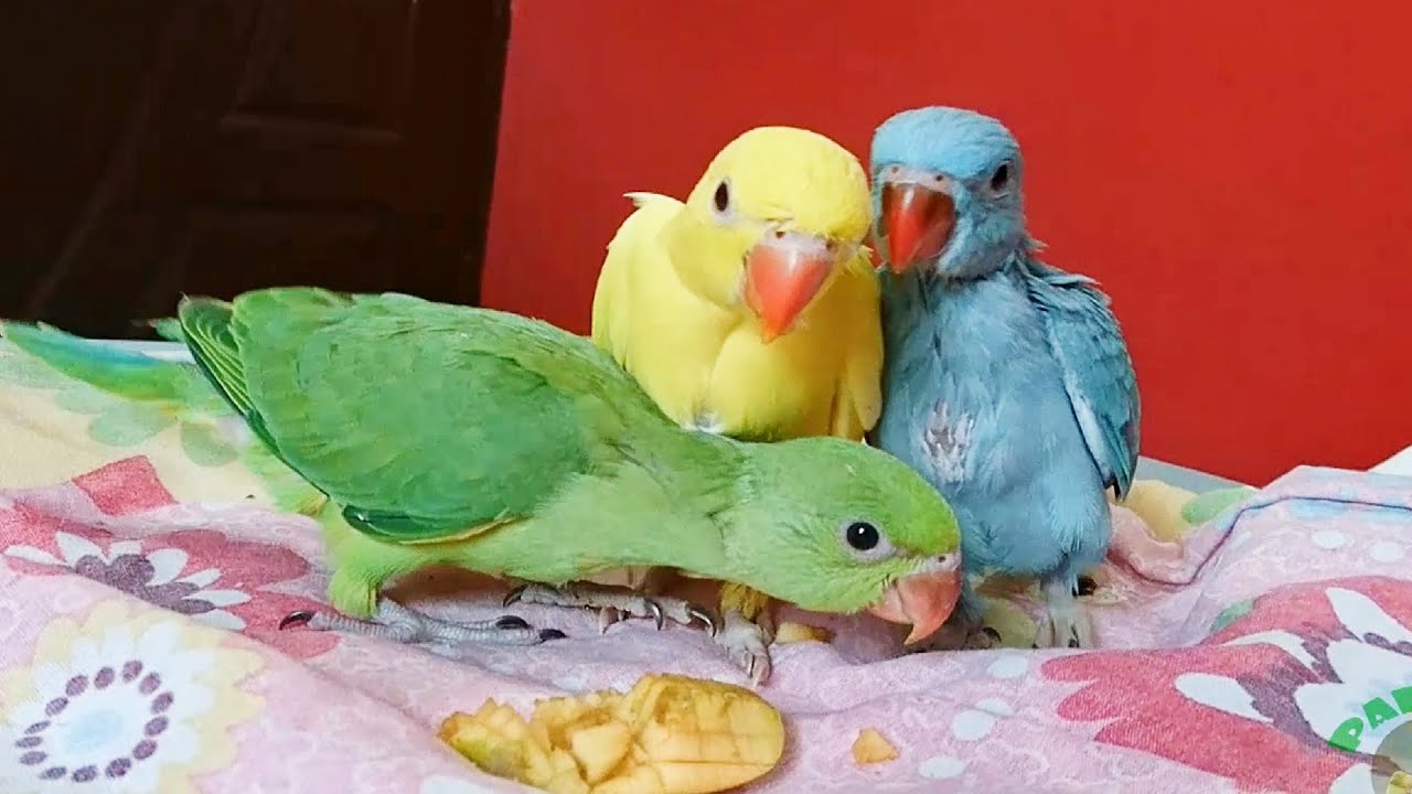 baby parrot