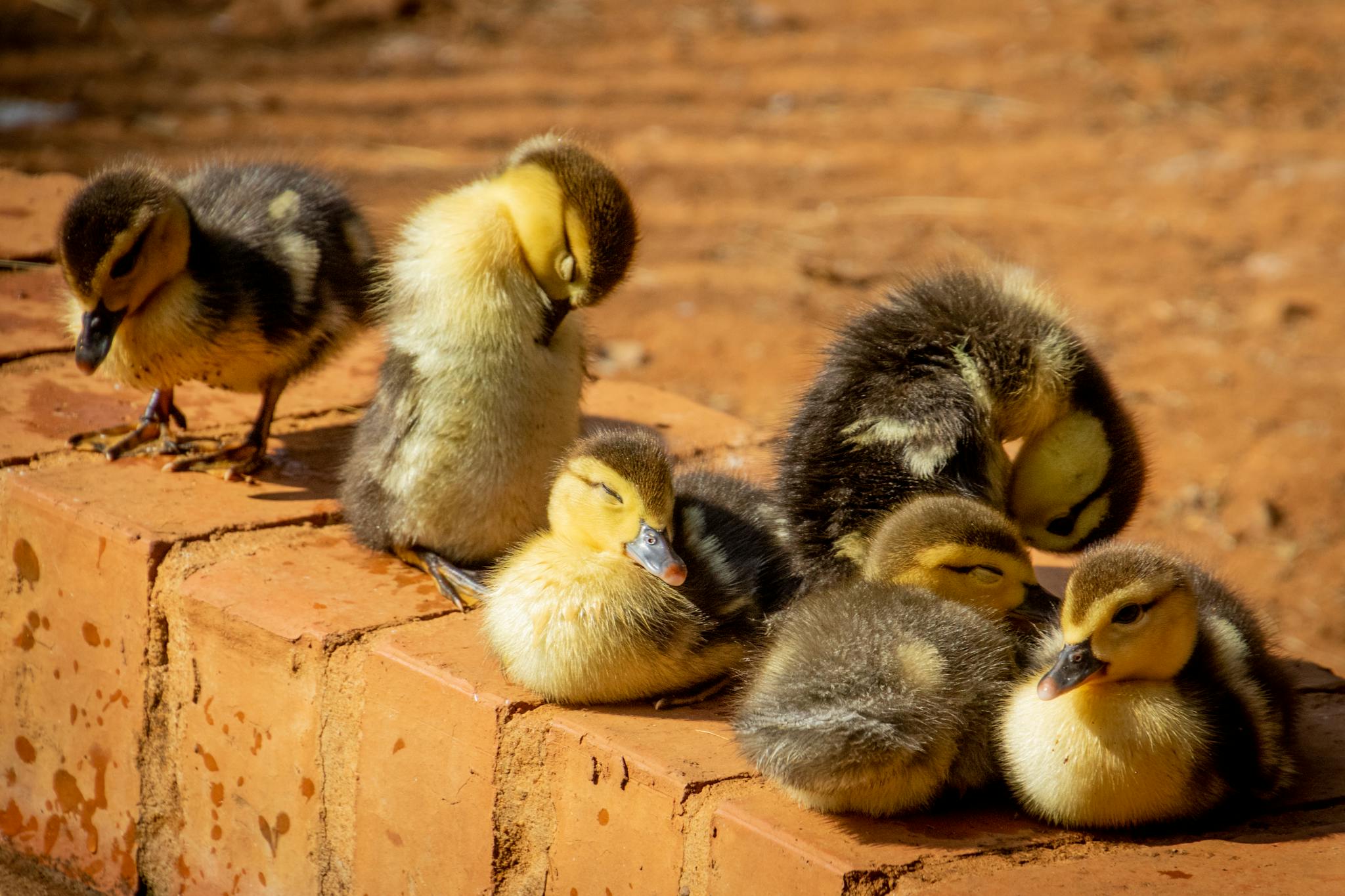 Cute group of baby ducklings relaxing on a sunlit brick outdoors, in a warm natural setting.