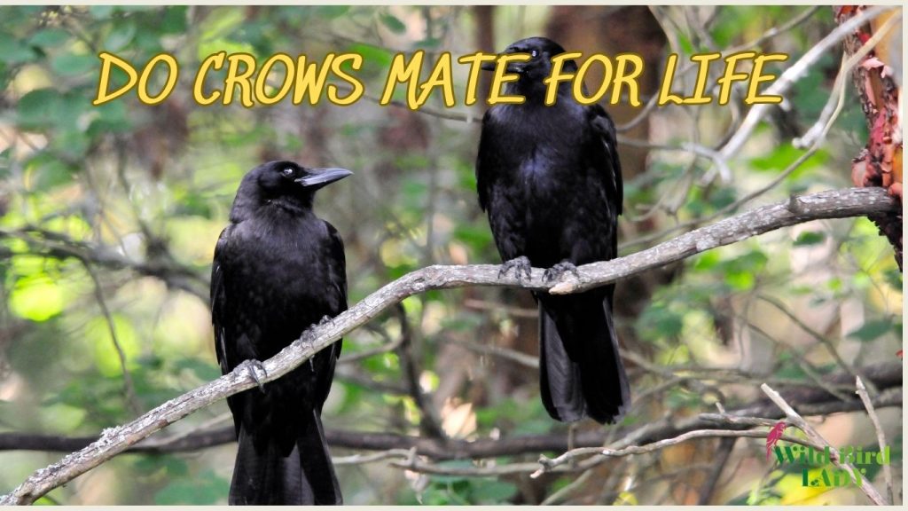 do crows mate for life