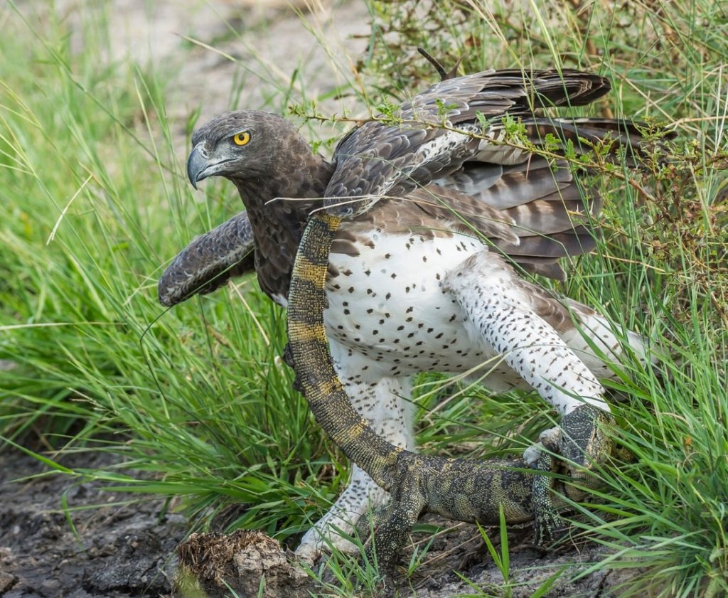 Eagle eating reptiles