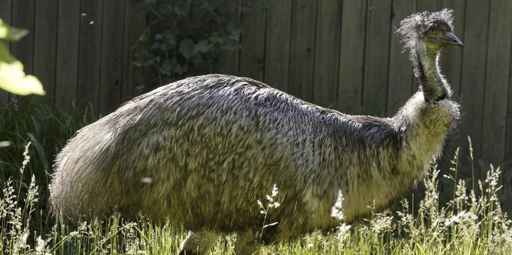 Nutritional Needs of Emus