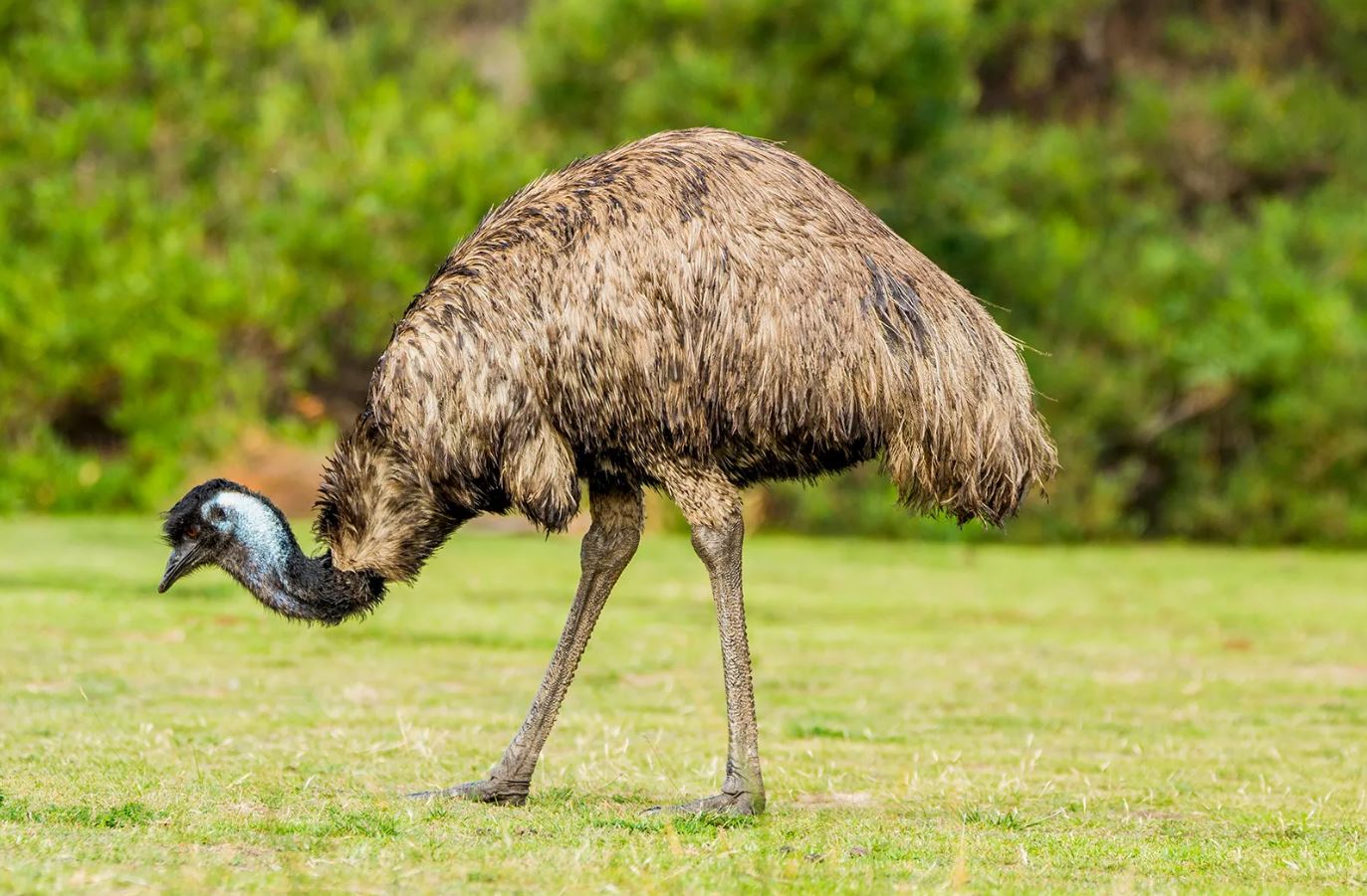 Emus Feasting What Do Emus Eat in the Wild vs. Captivity? A Complete Guide