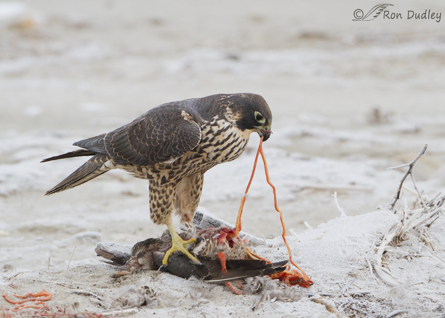 what do falcons eat?