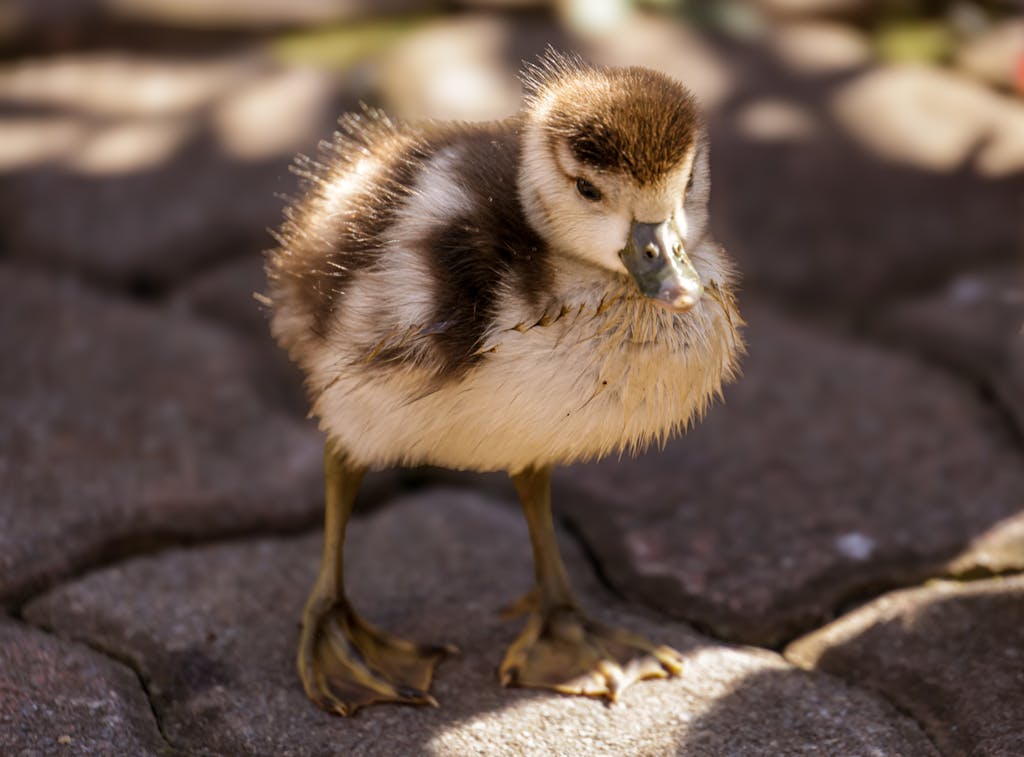 Free stock photo of animal cuteness, baby ducks, birds