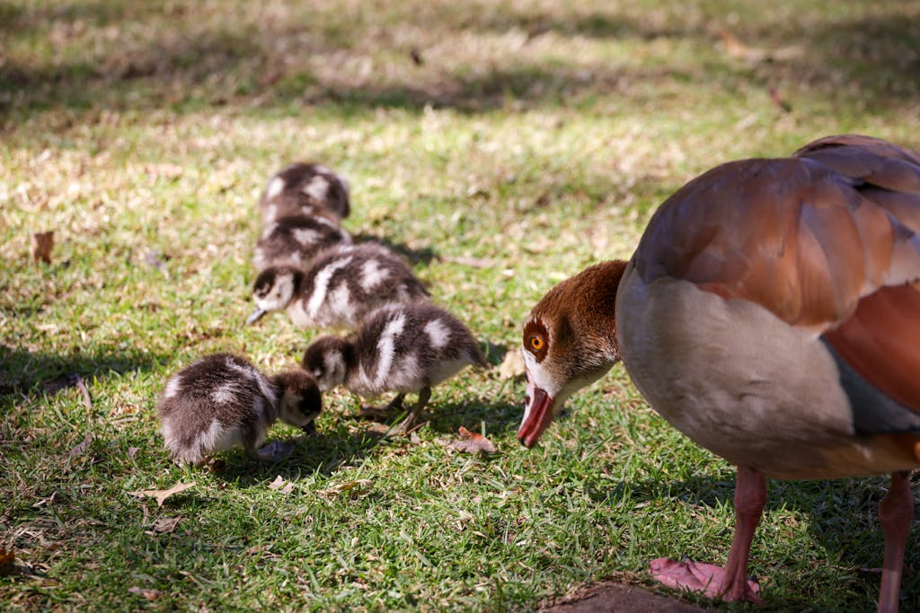 What Do Baby Ducks Eat in the wild