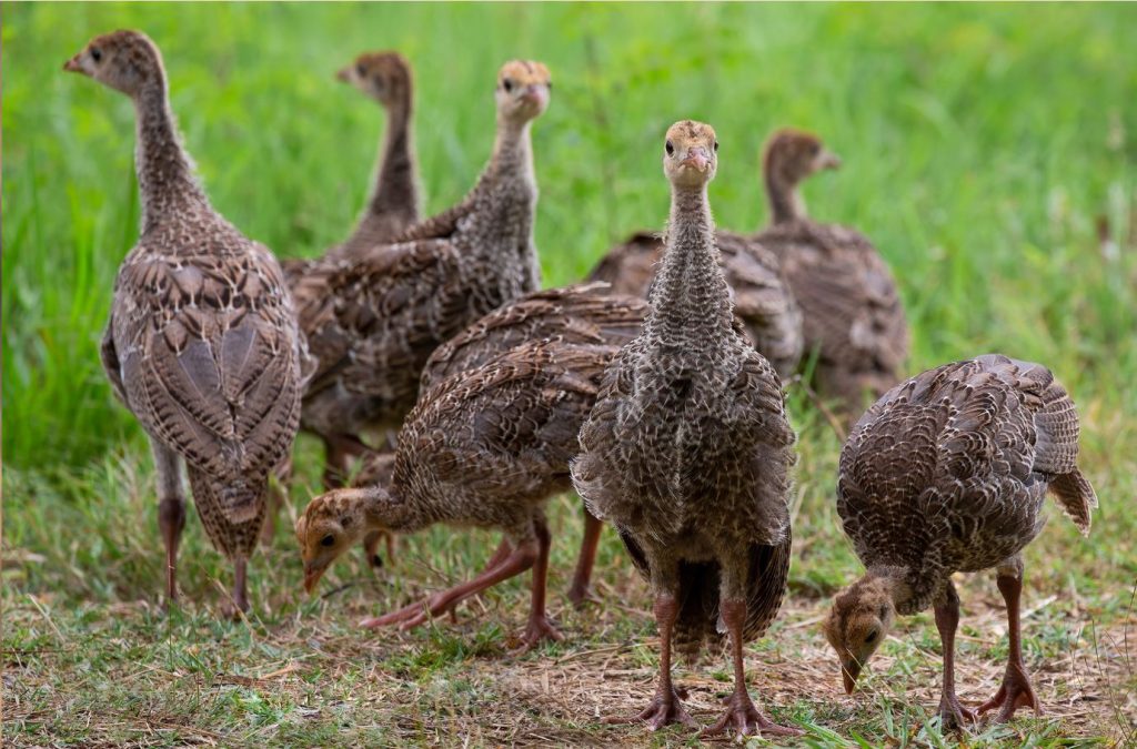 A baby turkey is called a "poult."