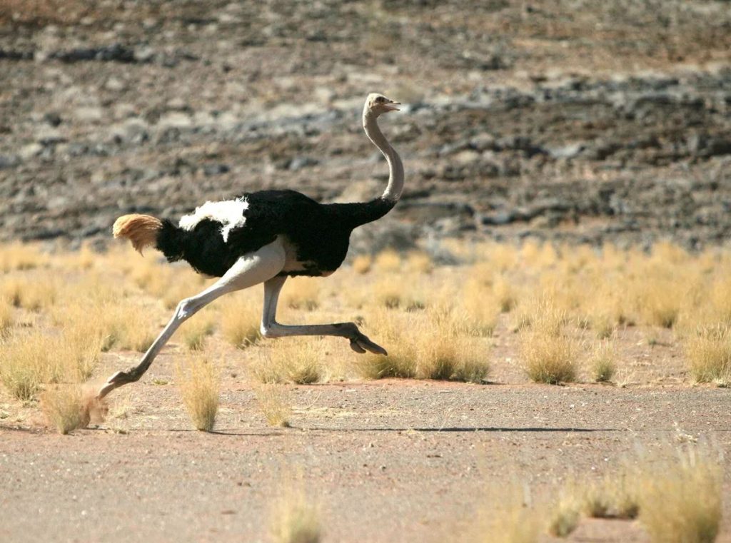 how fast can an ostrich run