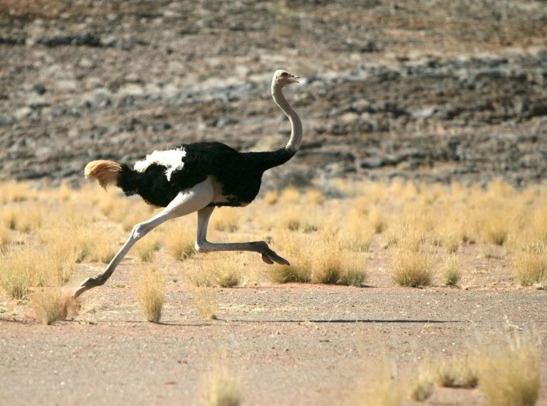 how fast can an ostrich run
