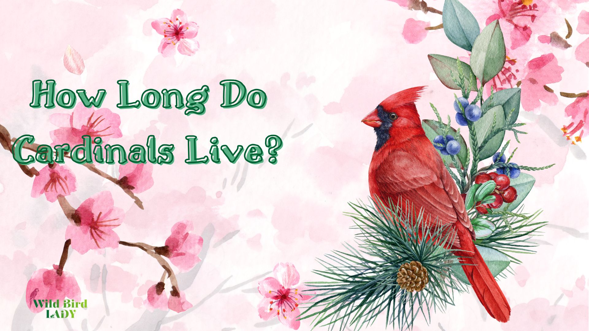 How long do cardinals live