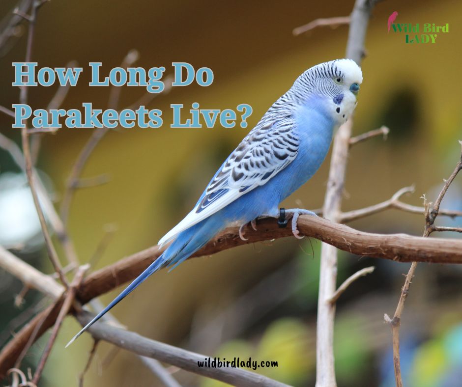 How long do parakeets live?