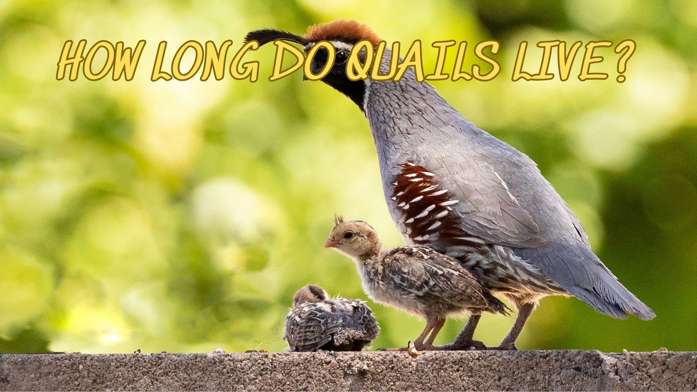 how long do quails live
