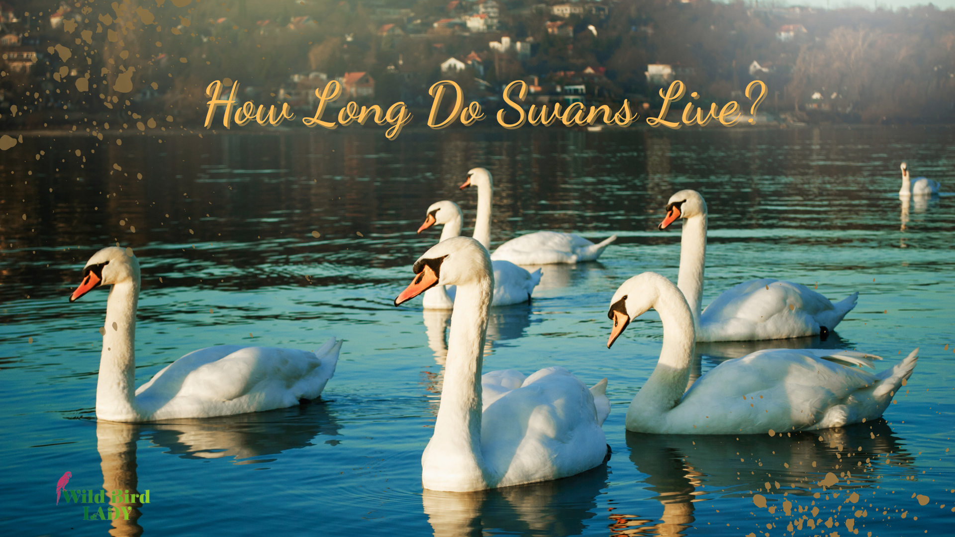how long do swans live