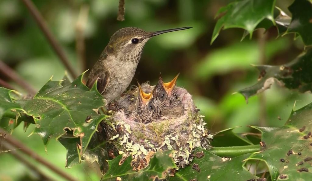 Where Do Hummingbirds Nest?
