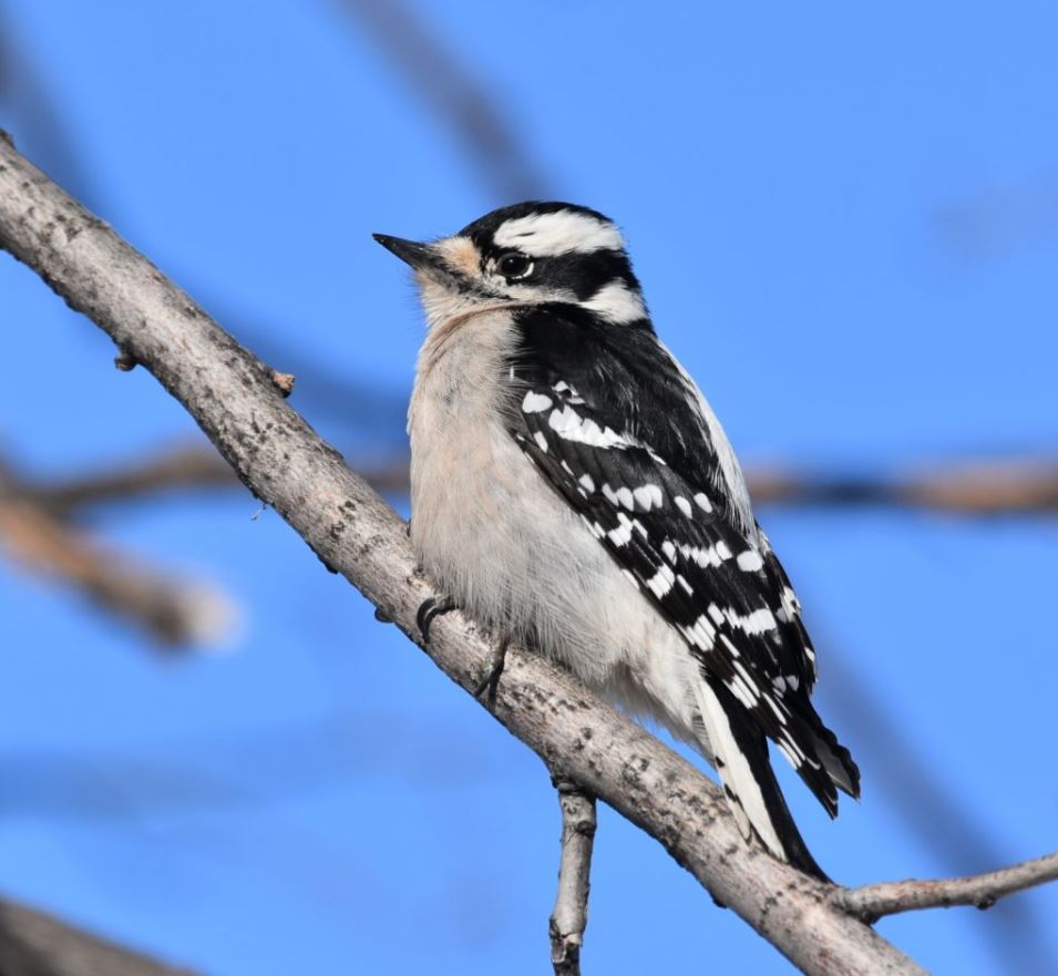 identifying a female Downy Woodpecker