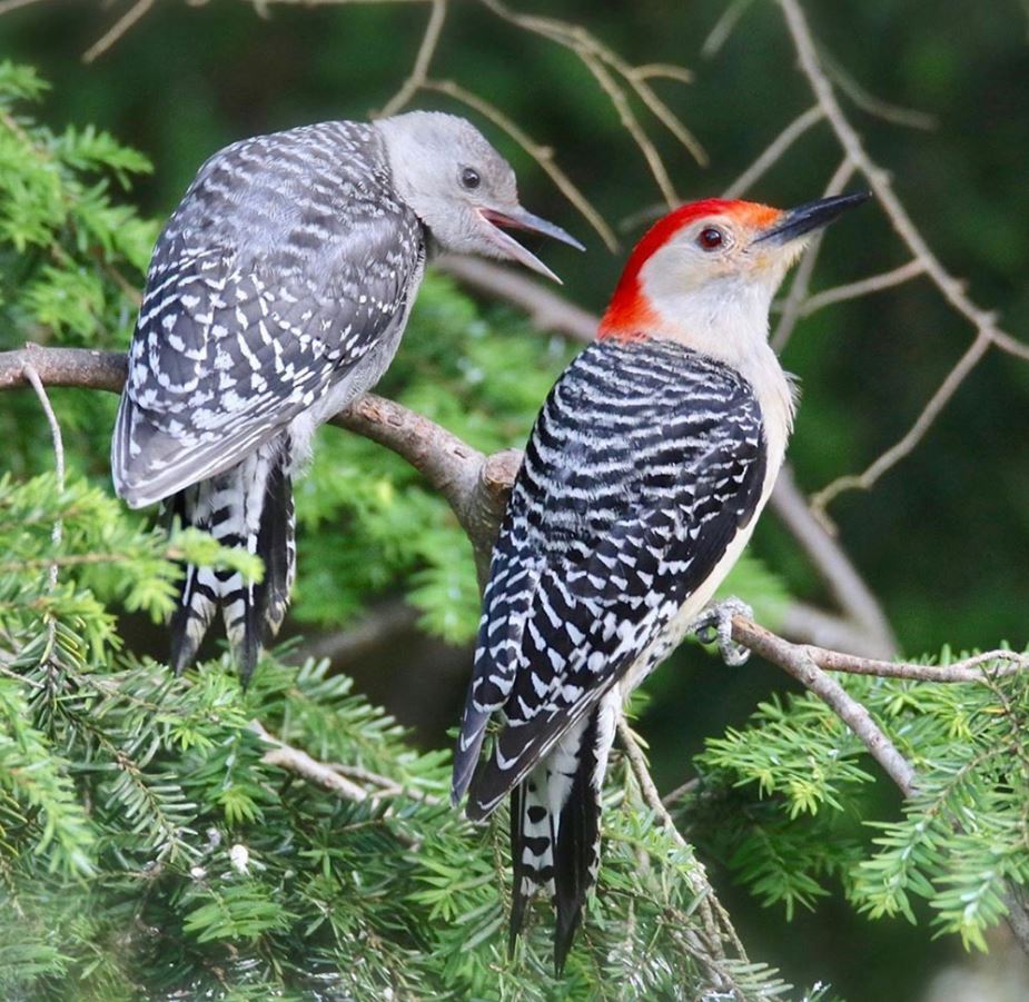 male and female red-bellied woodpeckers