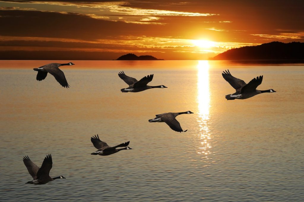 What Triggers Goose Migration