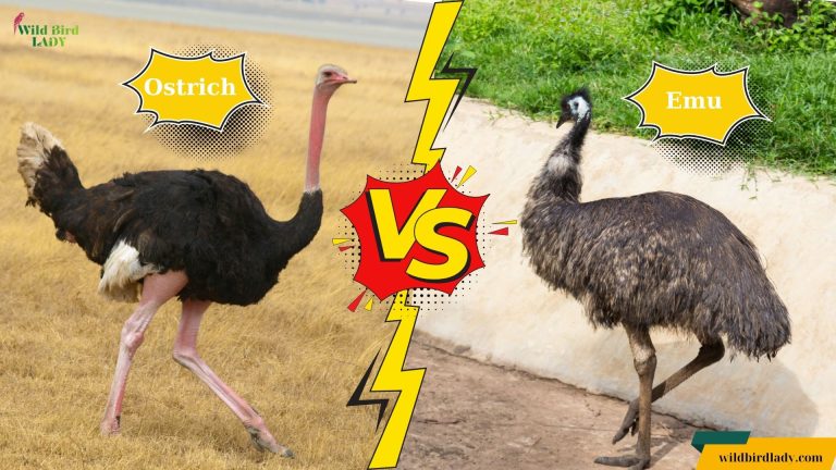 Otrich vs Emu
