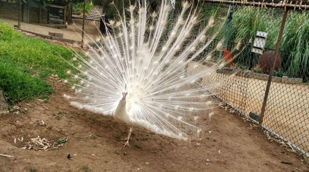 How Long Do Peacocks Live in Zoos