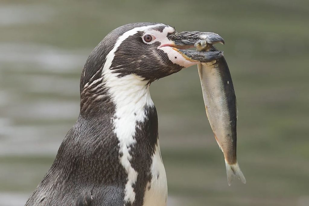 what do penguins eat